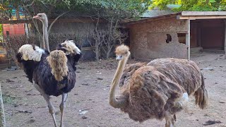 Ostrich, Male \u0026 Female (Struthio camelus)