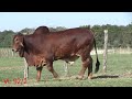 vl 92 2 santa elena ranch brahman agriculture cattle cebu farm animals beautiful bull cow