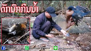 ດັກນົກກິນນ້ຳ(ໃສ່ຕັງຕິດນົກກິນນ້ຳ)​//ดักนกกินน้ำ​(ใส่ตังติดนกกินน้ำ)​🦅🐦