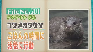 コツメカワウソの赤ちゃんに命名　由来は岐阜名物！　ごはんの時間に活発に行動【どうぶつZOO鑑】2024年5月3日放送