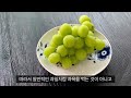 커피 체리의 구조