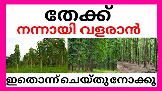 തേക്ക് നന്നായി വളരാൻ ഇതൊന്ന് ചെയ്തു നോക്കൂ | TEAK FARMING