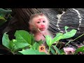 Oh No...! Unforgettable Moment: Poor Baby Monkey Crying Need Mom