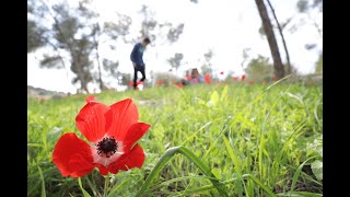 בשביל הפרחים - מגלים את יער בן שמן