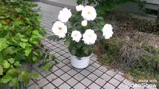 2019.4.27牡丹の花