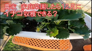 農家　１２月中にプランターでイチゴの収穫できるか。開花編