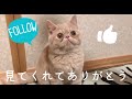 ねこのおやつの時間みんな大好きちゃおちゅーる