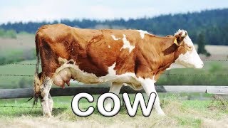Fun Farm Animal Sounds | Learn About Animals for Children | Kids Learning Videos