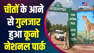 70 साल बाद चीतों के आने से गुलजार Kuno National Park | Gwalior | PM Modi | Namibia