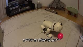 懐かしのロボット犬　アイボ・ラッテ　nostalgic robot dog Sony AIBO  LATTE