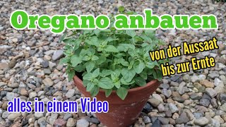 Oregano anbauen von der Aussaat bis zur Ernte Origanum vulgare