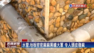 黑蟻大軍入侵！新竹高峰里居民苦不堪言－民視新聞