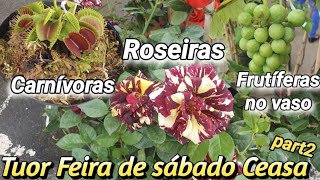 Roseiras - Plantas Carnívoras e Frutíferas Feira de sábado Ceasa part2