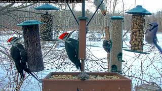 Pair of Pileated Woodpeckers Enjoy Christmas Suet at the #CornellFeeders | December 25, 2022