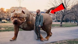 10 दुनिया के सबसे बड़े कुत्ते 10 biggest dogs in the world,dog breeds,animals