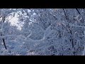 winter evening forest. winter landscapes in 4k 2160p 60fps. winter footage. relax video.