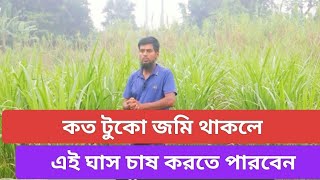 কয় শতাংশ জমিতে চাষ করবেন এই ঘাস || জারা-১ হাইব্রিড ঘাস, এলিফ্যান্ট হাইব্রিড ঘাস #LtvHD