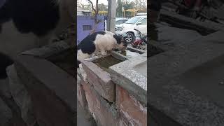 thirsty cat .part (68)