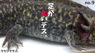 ウーパールーパーの飼育５ヶ月…お迎え当時の面影はありません。