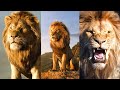 4K WHATSAPP STATUS VIDEO |3D| WHATSAPP STATUS KING OF FOREST LION