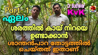 ഏലം I ശരത്തിൽ കായ് പിടിക്കാൻ I കൊഴിയാതിരിക്കാൻ I ശാന്തൻപാറയിലെ ഏലതോട്ടത്തിൽ ചെയ്തത് Idr sudhakar