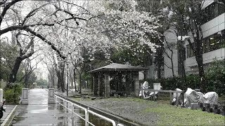 2018年3月21日　東京雪桜（東京オペラシティ）