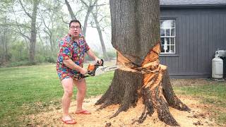 Raw Timber Reality Massive Logs Precision Cuts The Risk Behind Every Fall