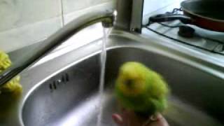 Pepe fürdik- - budge takes a bathe