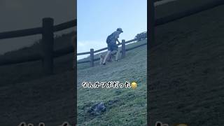 遊び疲れた柴犬がただ連行されるだけ　#shorts  #柴犬  #犬の散歩   #dog