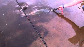 MONSTER MURRAY COD PT 2!!! Release and blood.