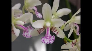 Phalaenopsis (Sedirea) japonica bella, profumata e di facile coltivazione un must! - Giorgio Gaber