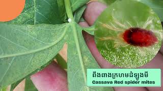 ពីងពាងក្រហមដំឡូងមី Cassava Spider mite