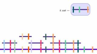 How to Sequence a Genome: 2. Building Libraries