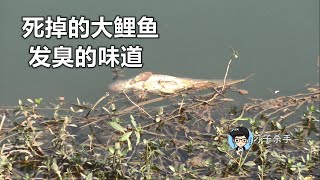 昔日的黄金钓点，小鲫鱼泛滥成灾，这次过来钓鱼时，却发现水面浮起来好多死鱼，这里已经钓不到鱼了！