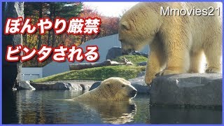 ララにビンタ！？ご機嫌ななめのリラ　それには理由が　Polar Bears