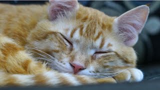 猫のための音楽【888Hz】ペットの為の音楽　ソルフェジオ　お昼寝　お留守番　体調不良改善　安眠　【2時間BGM】