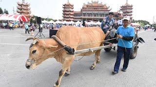 2019國際海牛文化節 發揚芳苑潮間帶牛車採蚵文化