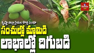 New Techniques in Mango Cultivation | Krishna District Farmers Success Story | hmtv Agri