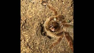 King Baboon Tarantula hissing  (stridulating)