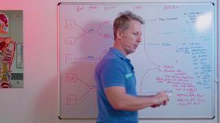 Anatomy series - The Brachial Plexus - the 5 branches