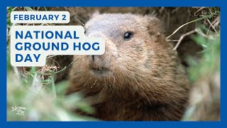 NATIONAL GROUNDHOG DAY | February 2