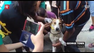 Anti-rabies vaccination for dogs in Penang