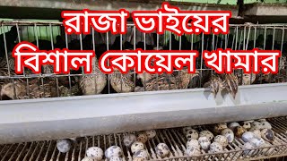 প্রবাসী রাজা ভাইয়ের কোয়েল পাখির খামার সফলতার রহস্য উন্মোচন! কোয়েল পাখি পালন পদ্ধতি