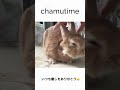 chamu time【癒し】頭を撫でて欲しい〜のの巻！ うさぎ rabbit cute 癒し