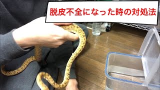 爬虫類が脱皮不全になった時の対処法…