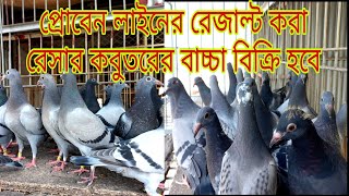 #vlogs 156 অরজিনাল রেসার কবুতরের বাচ্চা বিক্রি হবে|Racing Pigeon For Sale|Racer pigeon|