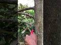 Tips pruning/ pemangkasan pengaturan dahan durian #vidioshort #berkebundurian #pruningdurian