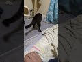 本日のみんと 猫のいる暮らし ショート