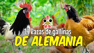 14 Razas de gallinas de Alemania 🐔 El número 11 te sorprenderá