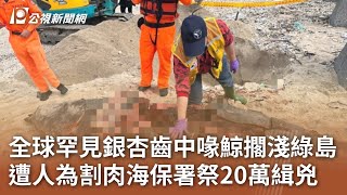 全球罕見銀杏齒中喙鯨擱淺綠島 遭人為割肉海保署祭20萬緝兇｜20240112 公視中晝新聞